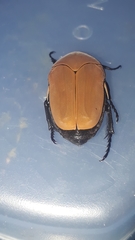 Hologymnetis cinerea