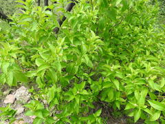 Mandevilla foliosa