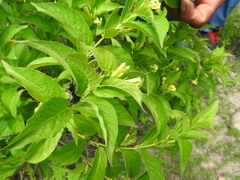 Mandevilla foliosa
