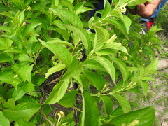 Mandevilla foliosa