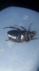 Hologymnetis cinerea