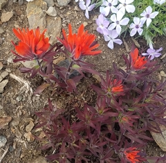 Castilleja rupicola