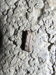 Catabenoides