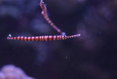 Dunckerocampus chapmani