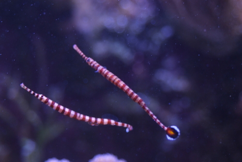 Chapman's pipefish (Dunckerocampus chapmani) — Syngnathidae — 3