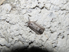 Catabenoides
