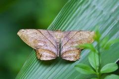 Dalima truncataria