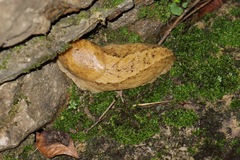 Image of Anadenus nepalensis