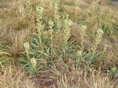 Eryngium megapotamicum