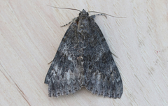 Catocala californica