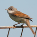 Greater Whitethroat - Photo (c) Mark Kilner, some rights reserved (CC BY-NC-SA)