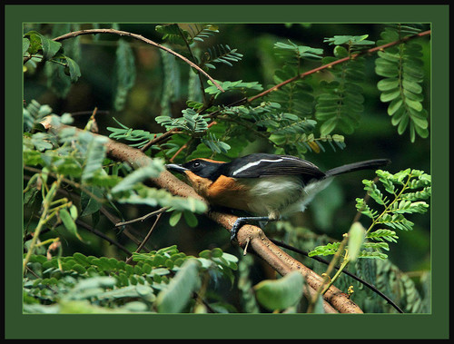 Lühder's Bushshrike