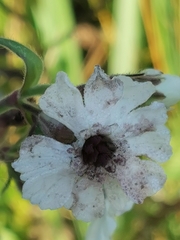 Microbotryum lychnidis-dioicae