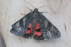 Catocala californica