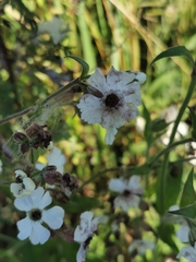 Microbotryum lychnidis-dioicae