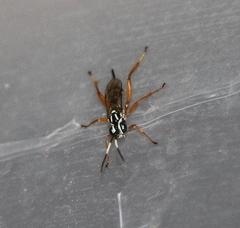 Lymeon orbus