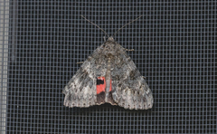 Catocala californica
