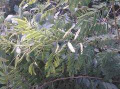 Mimosa arenosa
