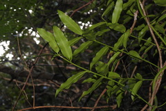 Melodinus angustifolius