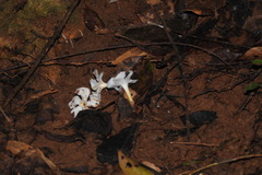 Melodinus angustifolius
