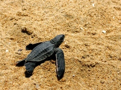 Dermochelys coriacea