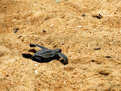 Dermochelys coriacea