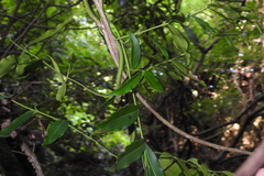 Melodinus angustifolius