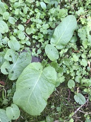 Rumex obtusifolius