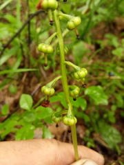 Pyrola media