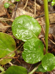 Pyrola media