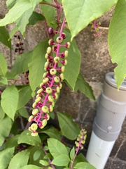 Phytolacca americana