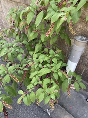 Phytolacca americana