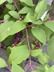 Phytolacca americana