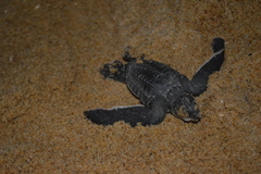 Dermochelys coriacea