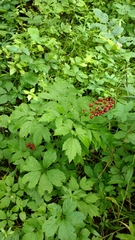 Actaea rubra rubra