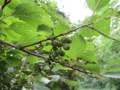 Stachyurus praecox