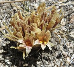 Aphyllon californicum feudgei