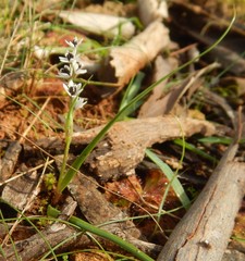 Wurmbea latifolia