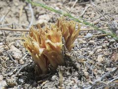 Aphyllon californicum feudgei