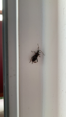 Leptoglossus occidentalis