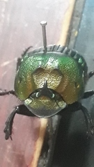 Phanaeus amithaon