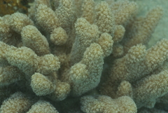 Klyxum