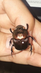 Phanaeus amithaon