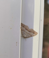 Perizoma parallelolineatum