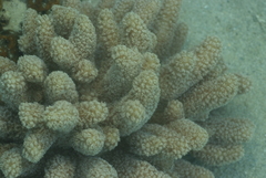 Klyxum