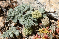 Oreonana clementis