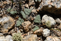 Oreonana clementis