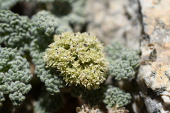 Oreonana clementis