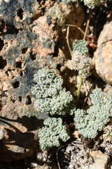 Oreonana clementis