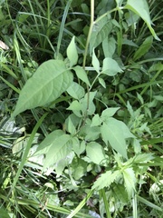 Solanum dulcamara